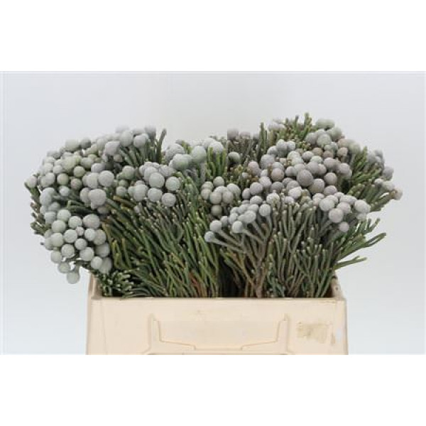 Kaaps Groen Silver Brunia 40cm A1