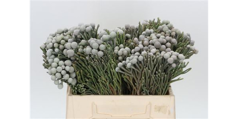 Kaaps Groen Silver Brunia 40cm A1