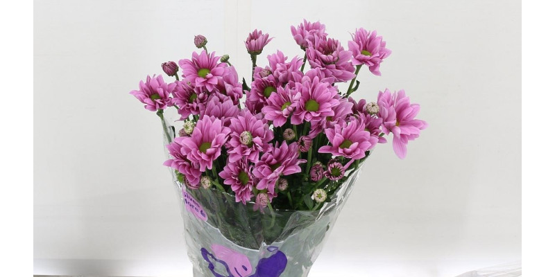 Chrysanthemums T Grand Pink 70cm A1 Col-Pink