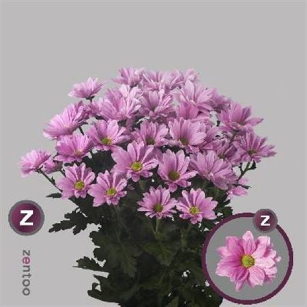 Chrysanthemums T Grand Pink 70cm A1 Col-Pink