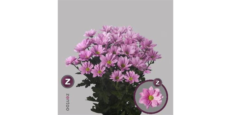 Chrysanthemums T Grand Pink 70cm A1 Col-Pink