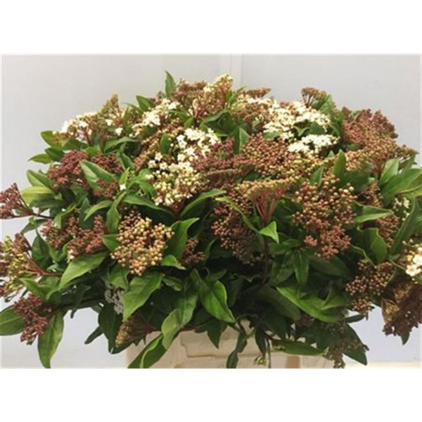 Viburnum Macrophyllum 45cm A1 Col-White