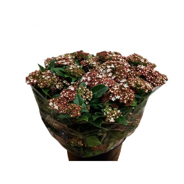 Viburnum Macrophylla 400gr 65 A1White