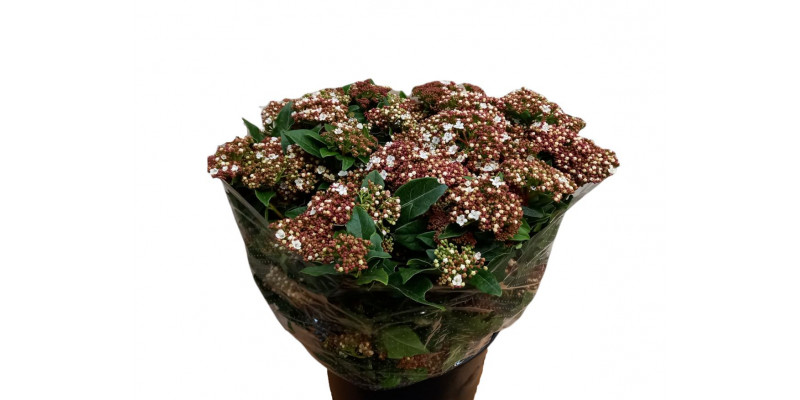 Viburnum Macrophylla 400gr 65 A1White