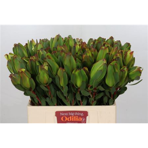 Leucadendron Laurel Yellow Spray 60cm A1