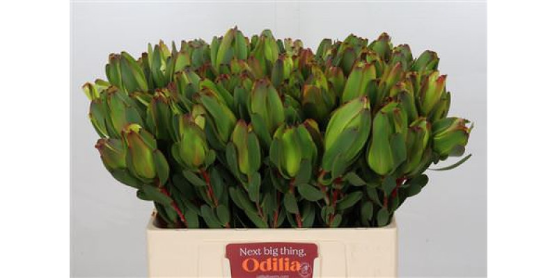 Leucadendron Laurel Yellow Spray 60cm A1