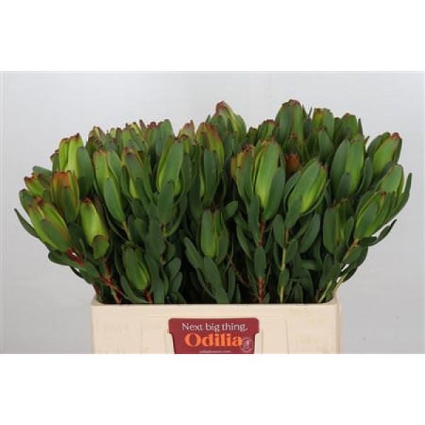 Leucadendron Laurel Yellow Spray 60cm A1