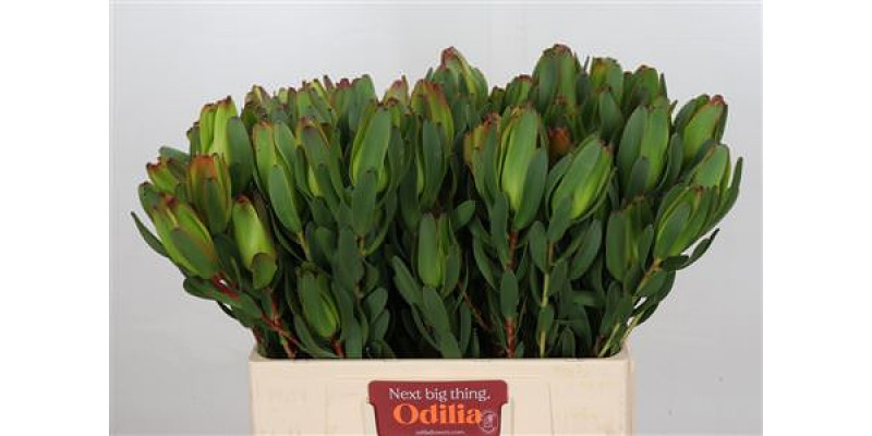 Leucadendron Laurel Yellow Spray 60cm A1