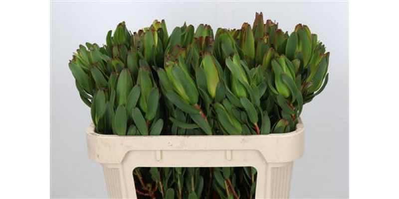 Leucadendron Laurel Yellow Spray 70cm A1