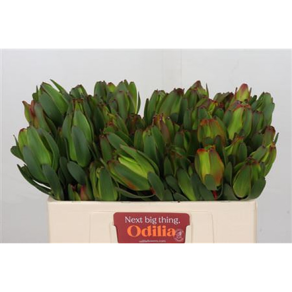 Leucadendron Laurel Yellow Spray 50cm A1