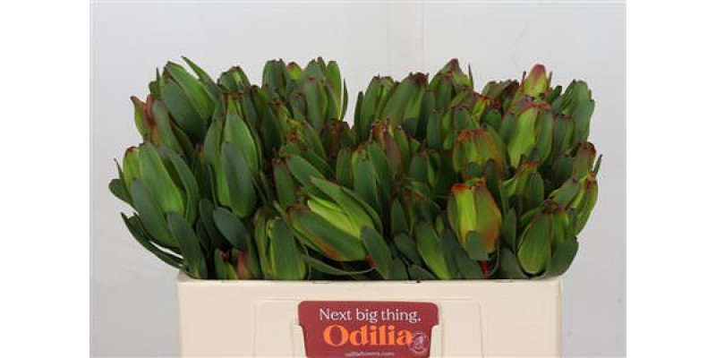 Leucadendron Laurel Yellow Spray 50cm A1