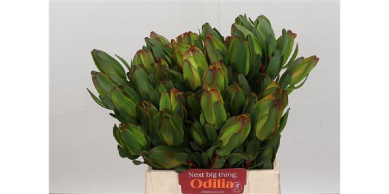 Leucadendron Laurel Yellow Spray 40cm A1