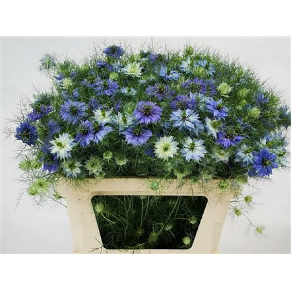 Nige D Ov Blauw Bs 75cm A1