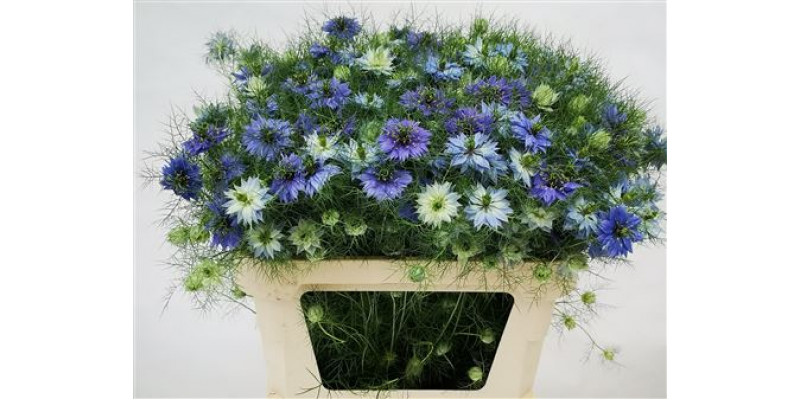 Nige D Ov Blauw Bs 75cm A1