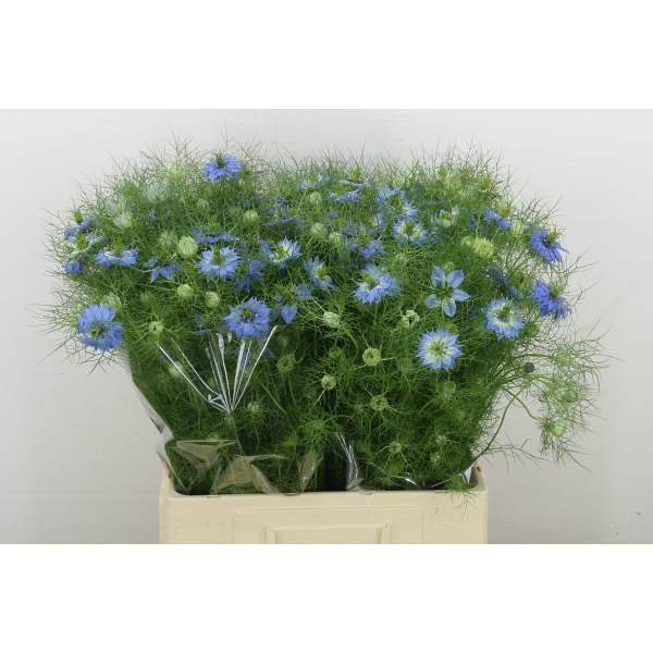 Nige D Ov Blauw Bs 65 cm A1