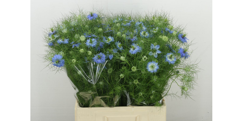 Nige D Ov Blauw Bs 65 cm A1