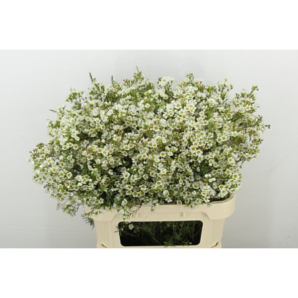 Chame Crystal Pearl 80 cm A1