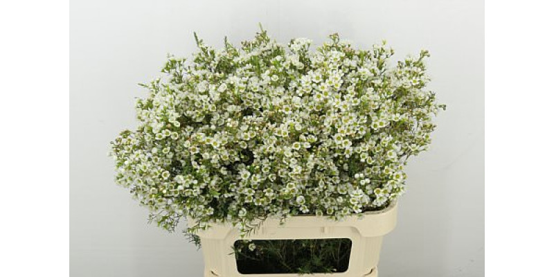 Chame Crystal Pearl 80 cm A1