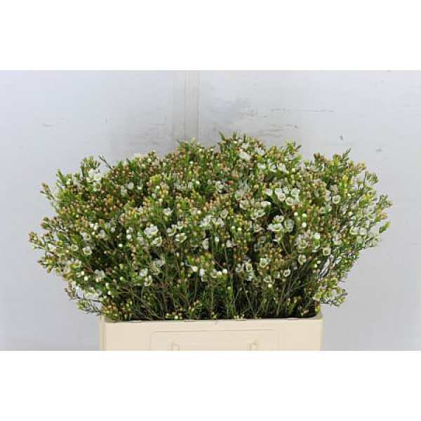 Chame Crystal Pearl 60 cm A1