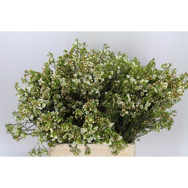 Chame Crystal Pearl 70 cm A1