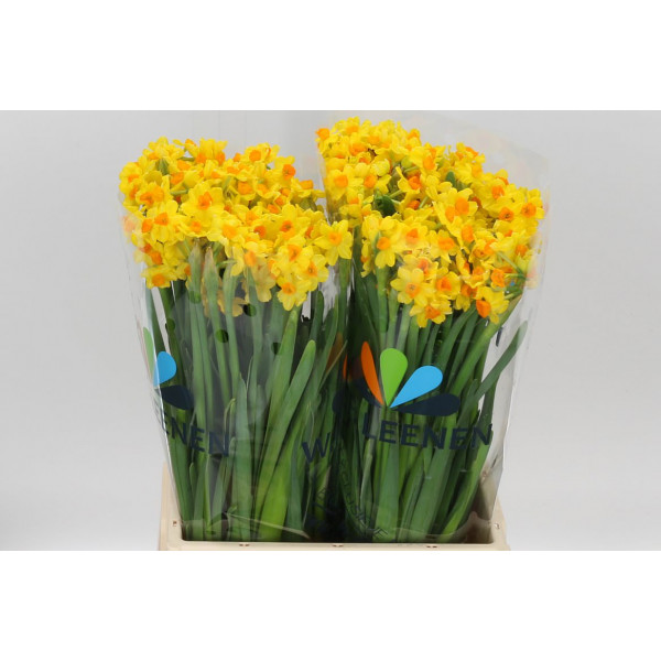 Daffodil - Narcissus Ta Soleil D Or 50cm A1