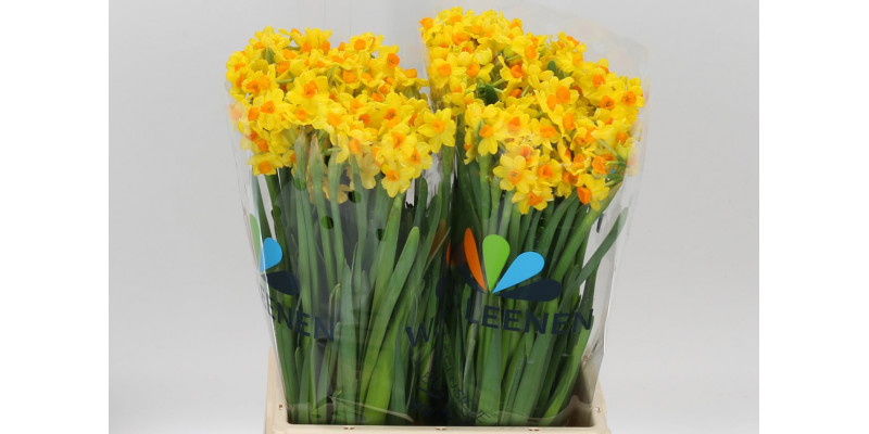 Daffodil - Narcissus Ta Soleil D Or 50cm A1