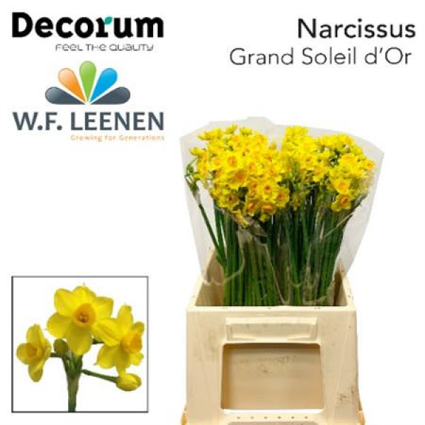 Daffodil - Narcissus Grand Soleil D'or 45cm A1