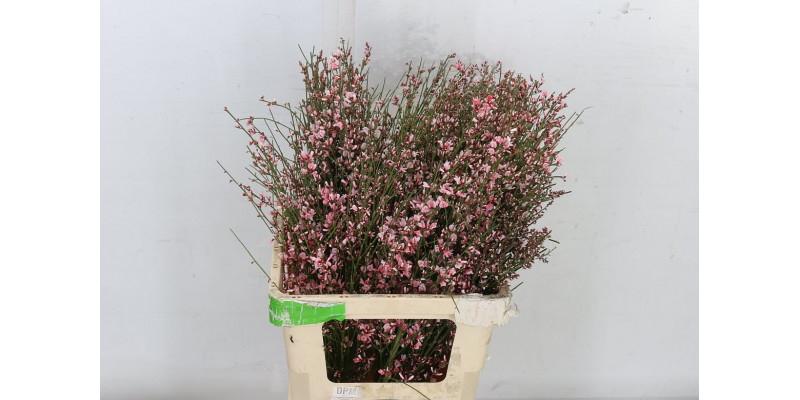 Genista Ov Pink Bs 65 A1White Pink