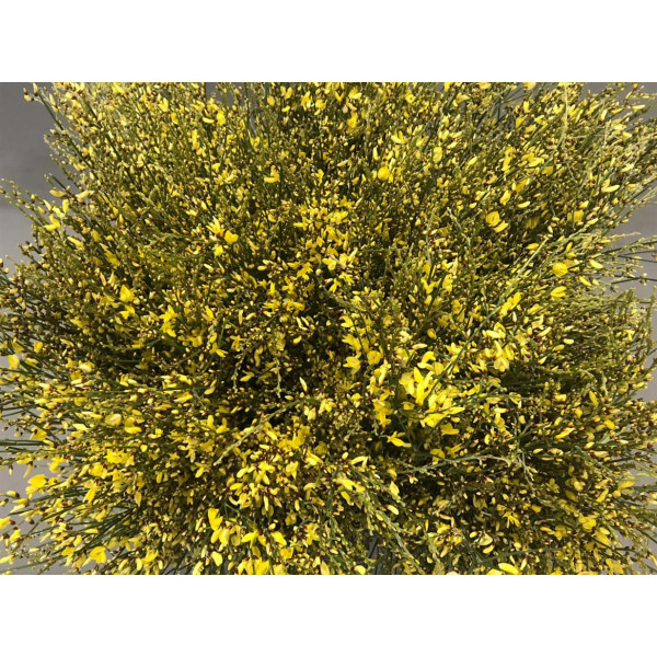 Genista Extra Yellow 65cm EX Col-White Pink