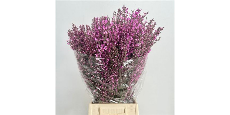 Genista Heidebrem Painted Cerise 400gr 65cm A1