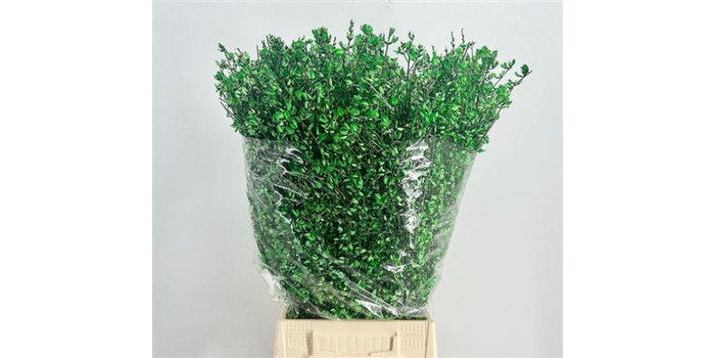 Genista Heidebrem Painted Green 400gr 65cm A1