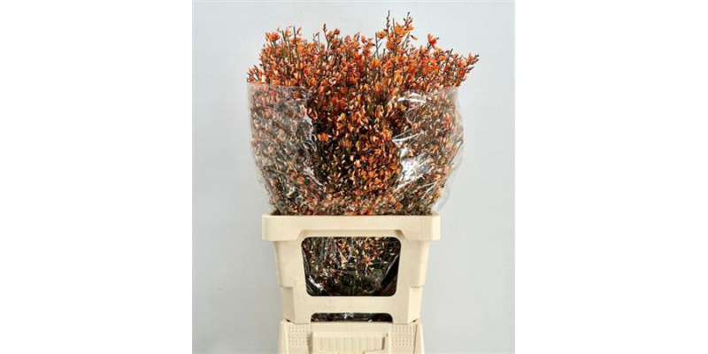 Genista Heidebrem Painted Orange 200gr 65cm A1