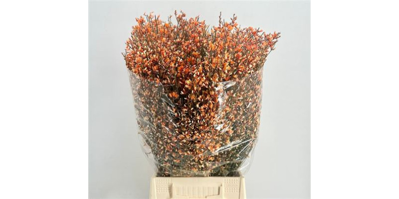 Genista Heidebrem Painted Orange 400gr 65cm A1