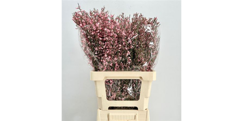 Genista Heidebrem Painted Pink 200gr 65cm A1