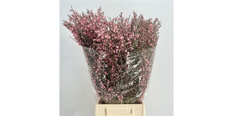 Genista Heidebrem Painted Pink 400gr 65cm A1