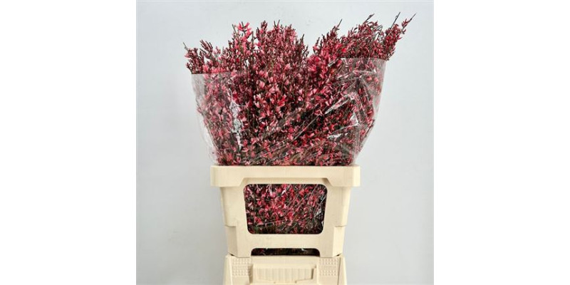 Genista Heidebrem Painted Red 200gr 65cm A1