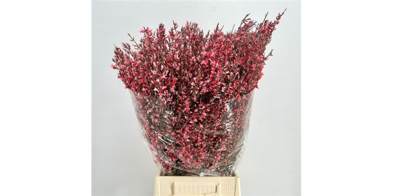 Genista Heidebrem Painted Red 400gr 65cm A1