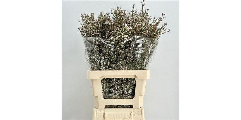 Genista Heidebrem Painted White 200gr 65cm A1