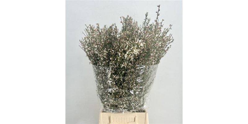 Genista Heidebrem Painted White 400gr 65cm A1