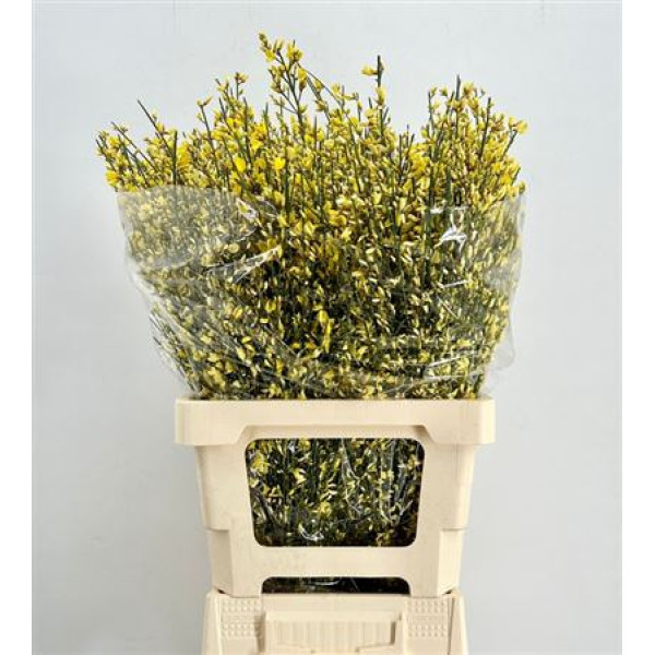 Genista Heidebrem Painted Yellow 200gr 65cm A1