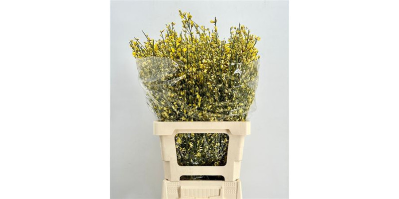 Genista Heidebrem Painted Yellow 200gr 65cm A1
