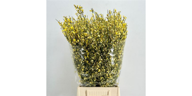 Genista Heidebrem Painted Yellow 400gr 65cm A1