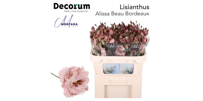 Lisianthus G Alissa Beau Bordeuax 70cm A1 Col-Blued