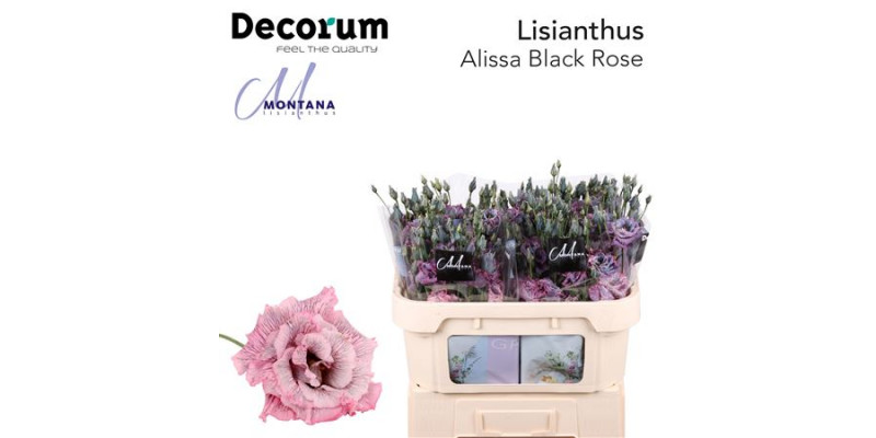 Lisianthus G Alissa Black Rose 70cm A1 Col-Blued