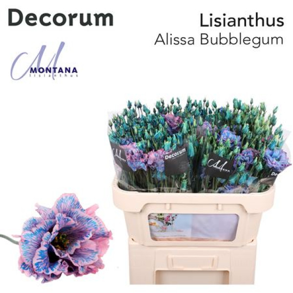 Lisianthus G Alissa Bubblegum 70cm A1 Col-Blued