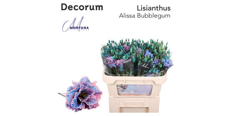 Lisianthus G Alissa Bubblegum 70cm A1 Col-Blued