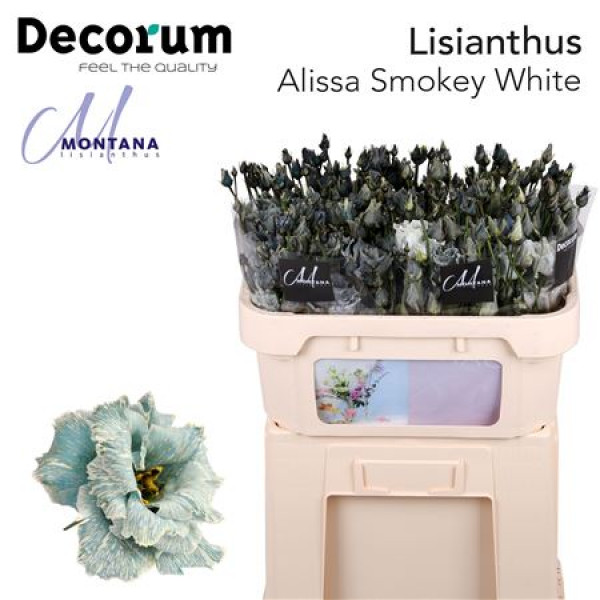 Lisianthus G Alissa Smokey White 70cm A1 Col-Blued