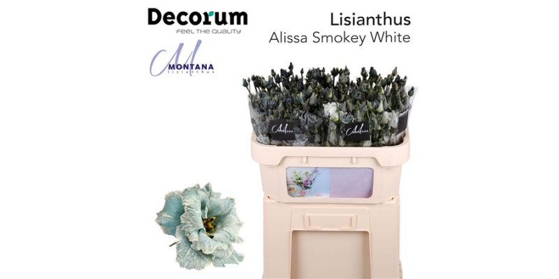 Lisianthus G Alissa Smokey White 70cm A1 Col-Blued