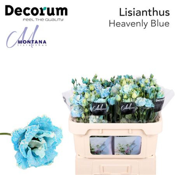 Lisianthus G Heavenly Bleu 70cm A1 Col-Blued