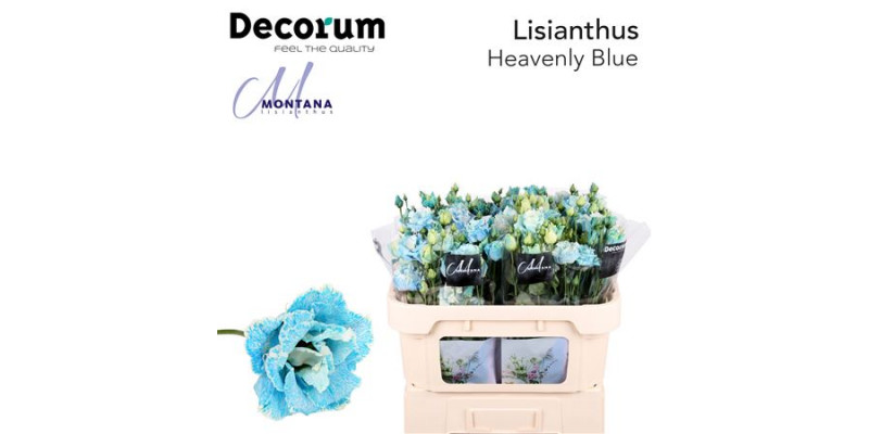 Lisianthus G Heavenly Bleu 70cm A1 Col-Blued